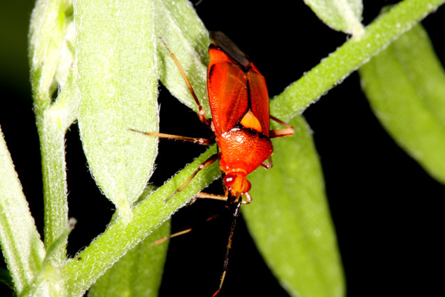 Deraeocoris ruber - Copyright Denis Bourgeois